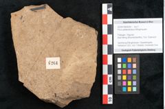 Foto (Objekt + Etikett) von Pinus palaeostrobus Ettingshausen (NHMW-GEO-2024-0188-8264)